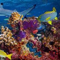 مبادرة إقامة ندوة عالمية لحماية الحياة البحرية