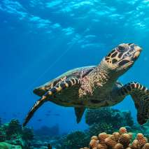 مبادرة محمية السلاحف على البحر الأحمر